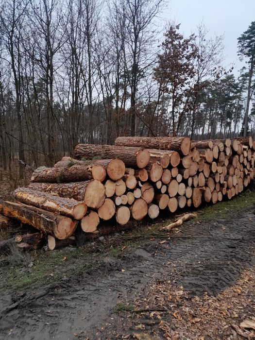 Drewno opałowe kominkowe grab dąb brzoza sosna