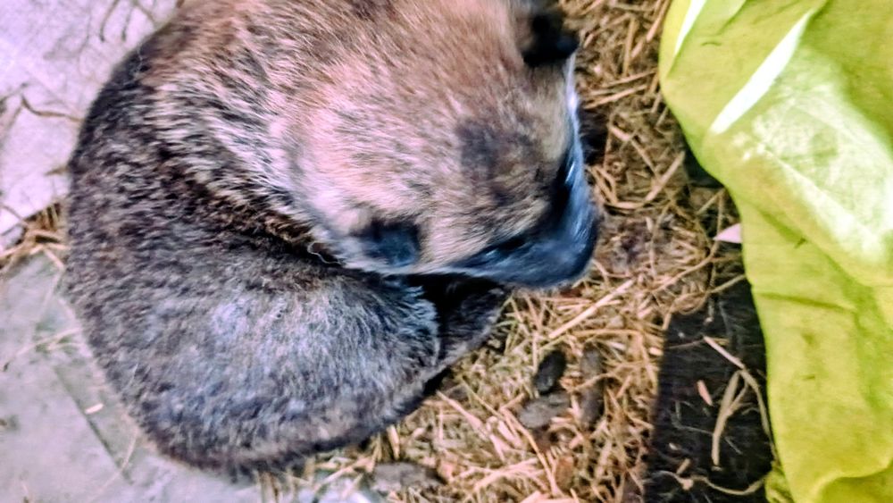 Маленький друг,з великим серцем.