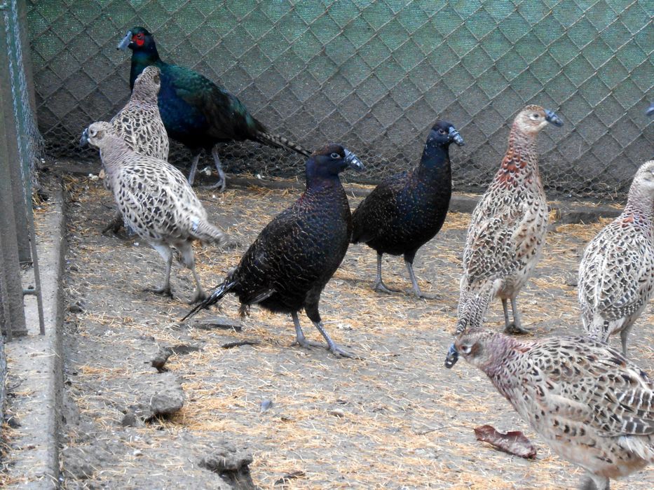 Bażanty melanistyczne  kury