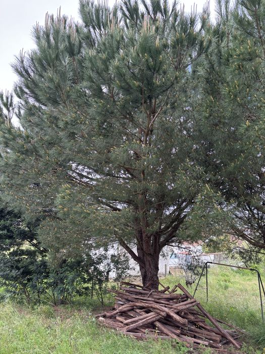 Vende-se Pinheiros adultos