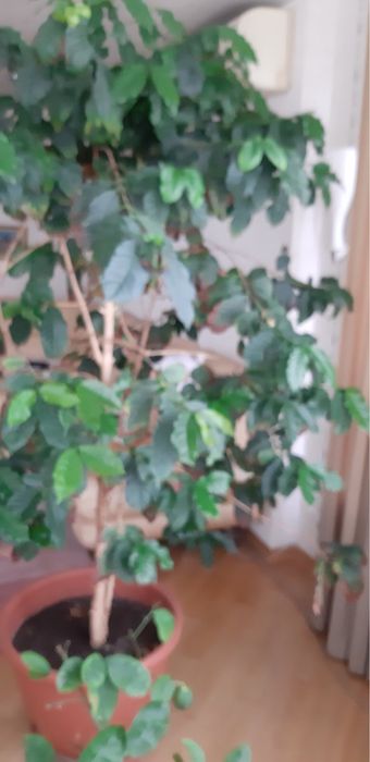 Кофе кофейное дерево   25 см