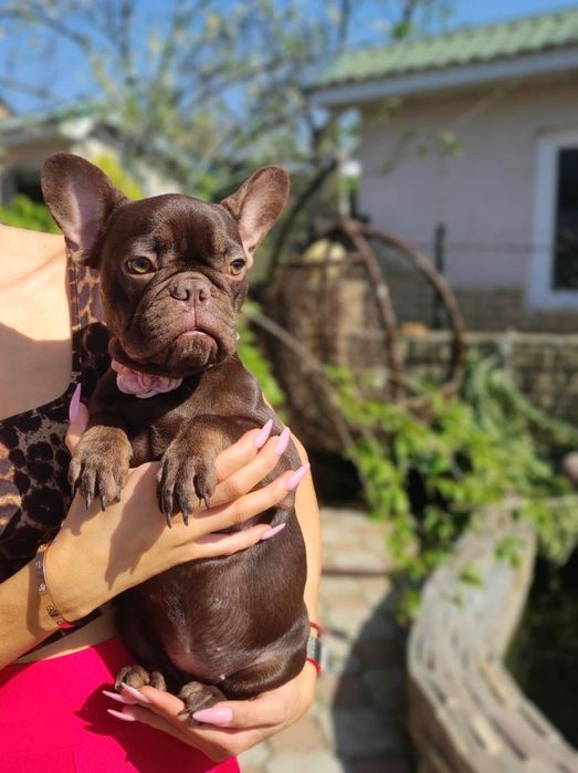 Гарненький Французький бульдог