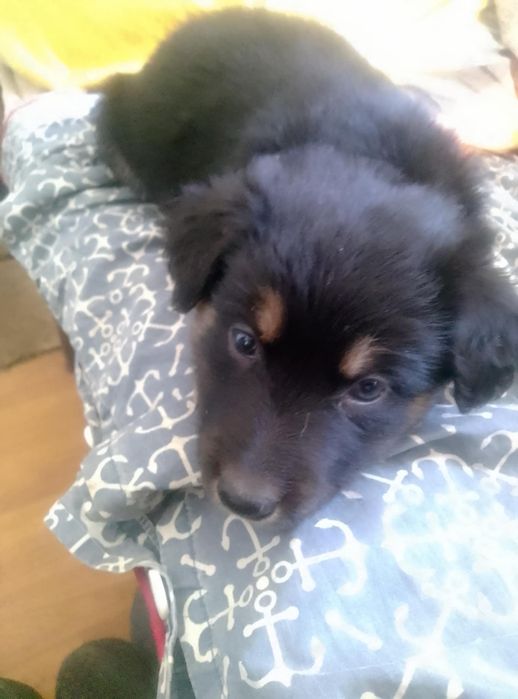 Цуценята народжені 1 грудня 2025 року