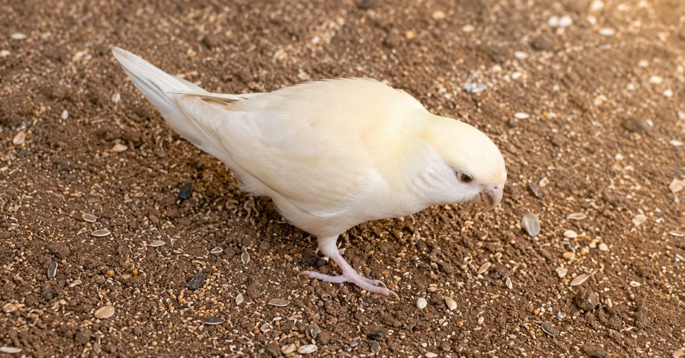 Kakarikis para cedência