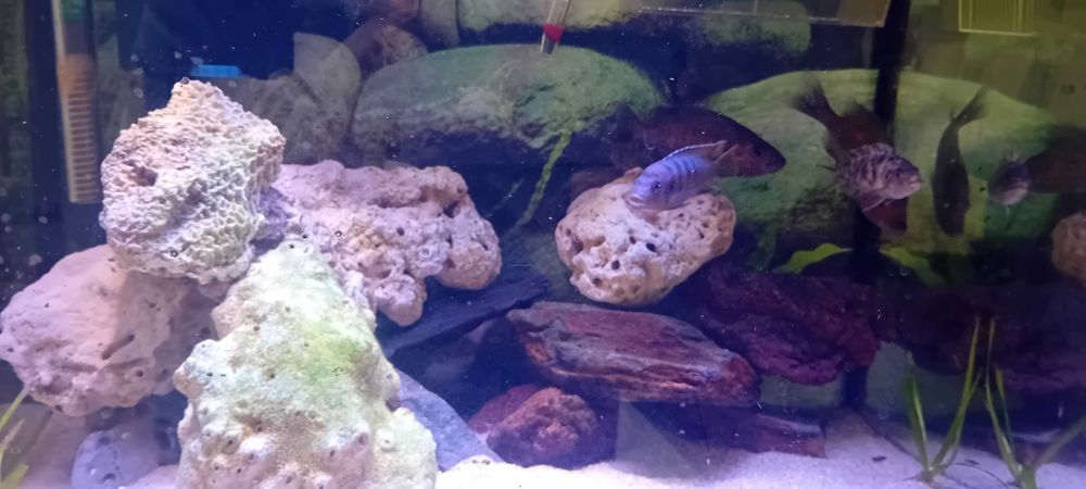 Vendo 5 Ciclideos do lago malawi