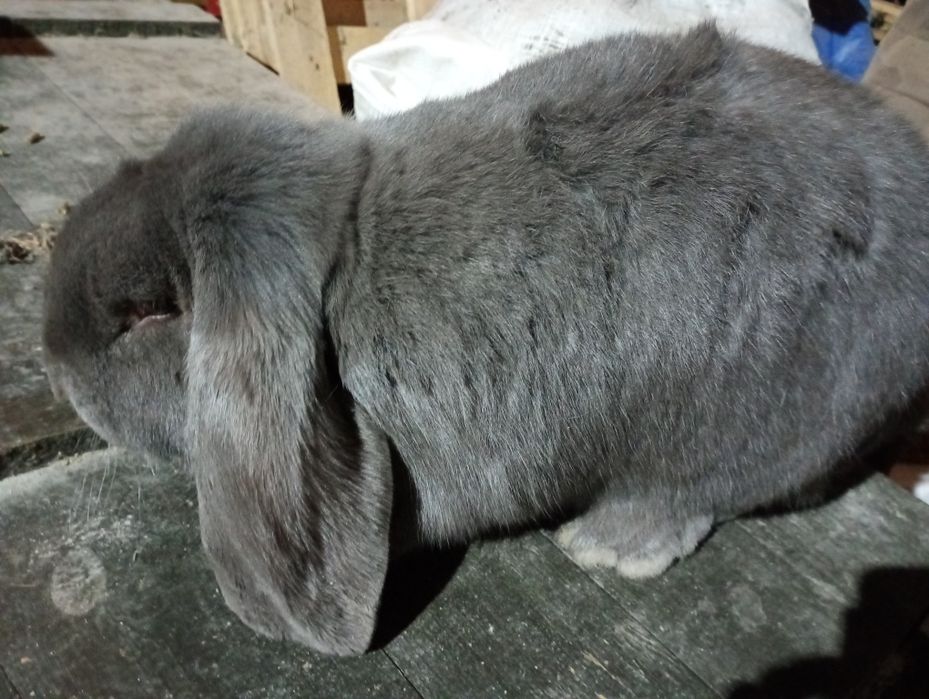 Baran francuski (samica 5,5 kg)