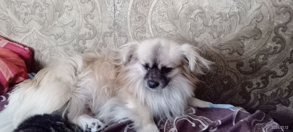 Потребує  девочку