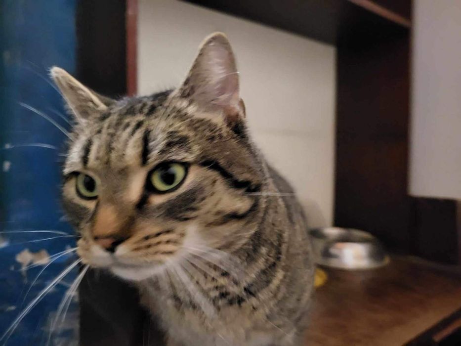 Coco kocurek do adopcji