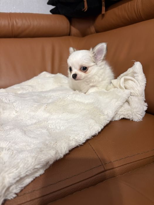 Chihuahua piękny piesek rodowód