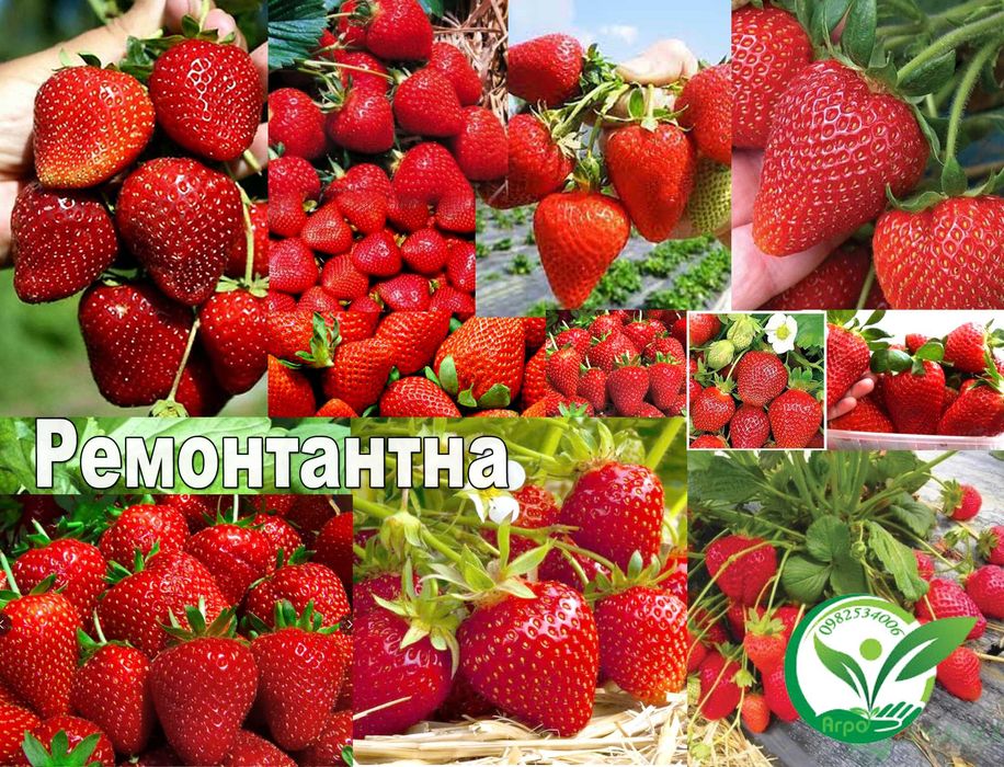 Розсада полуниці (Рассада клубники) Купити Кабріолет ремонтантна (НСД)