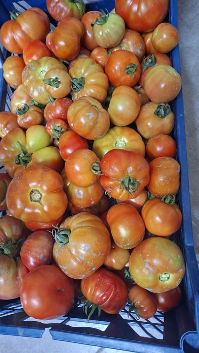 Vendo tomates caseiros
