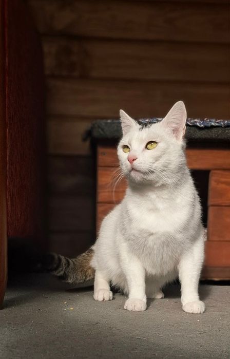 Kocurek Odi czeka na dom