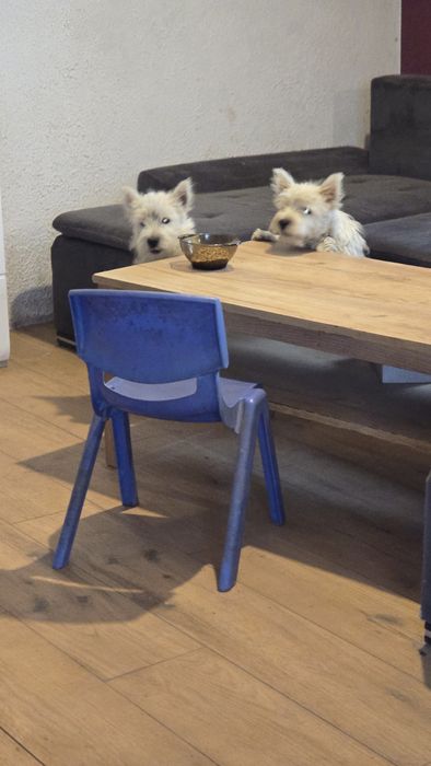 West highland white terrier westi zkwp FCI