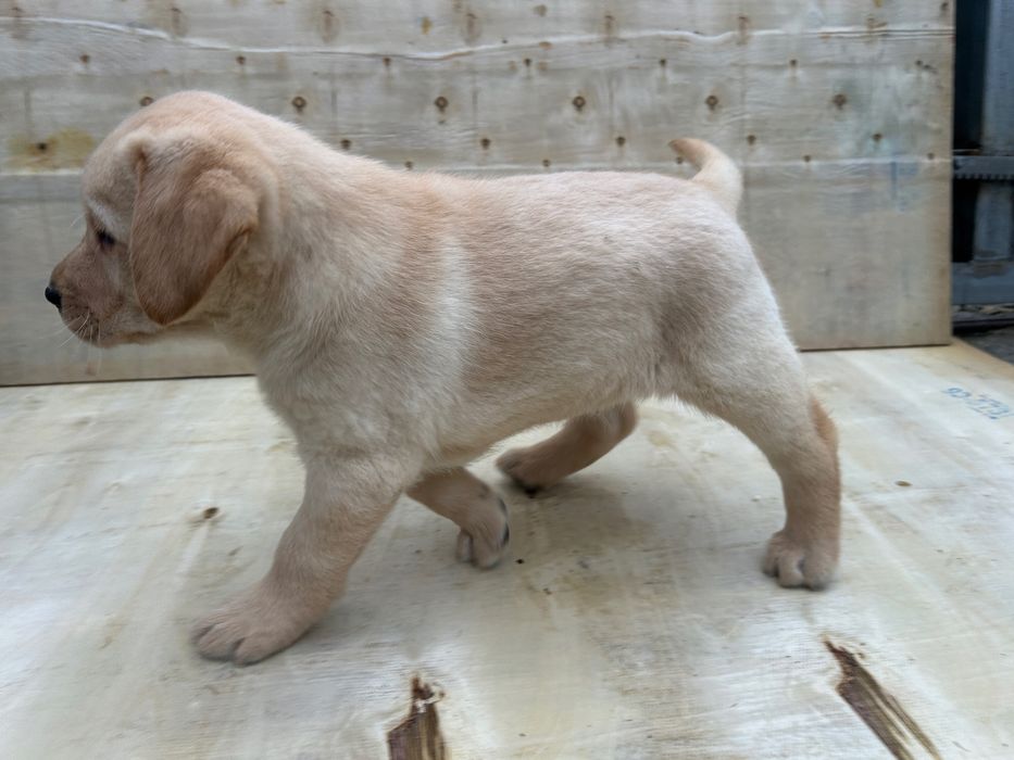 Labrador retriever