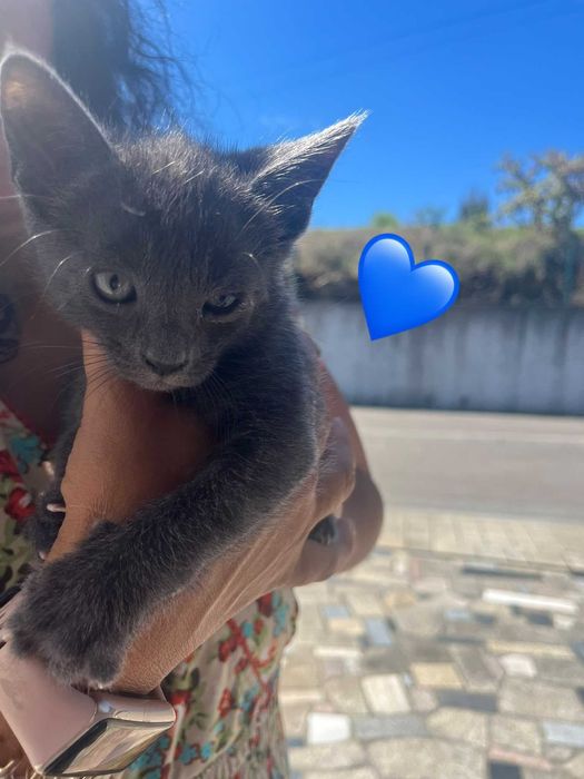 Mamã jovem meiga e bebés para adoção responsável