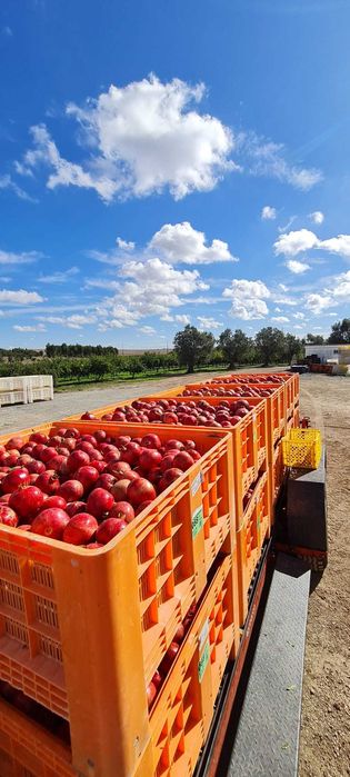 Palotes de Plástico domplex Usados