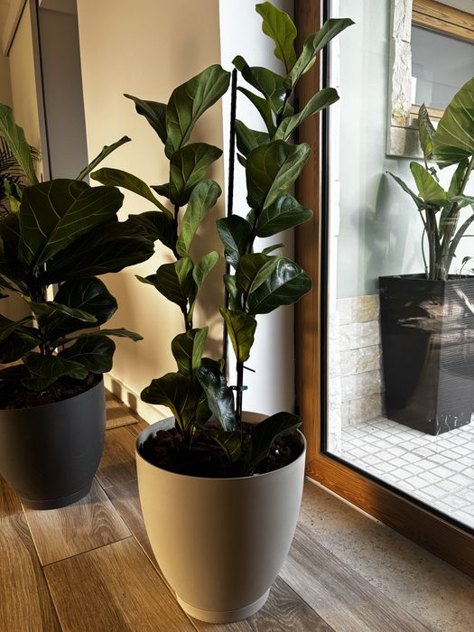 Ficus Lyratra 3 hastes