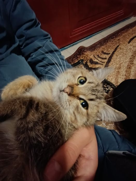 Отдам котенка бесплатно
