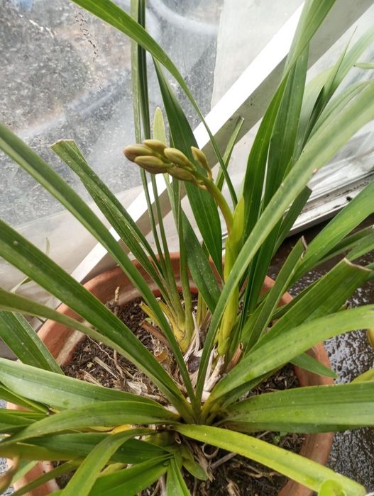 Vendo orquídeas para desocupar o valor depende da quantidade