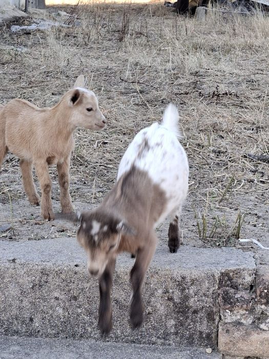 Cabras anãs para venda - Coruche