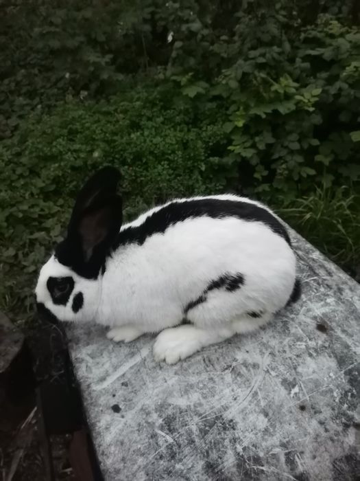 Кріль кролик строкач