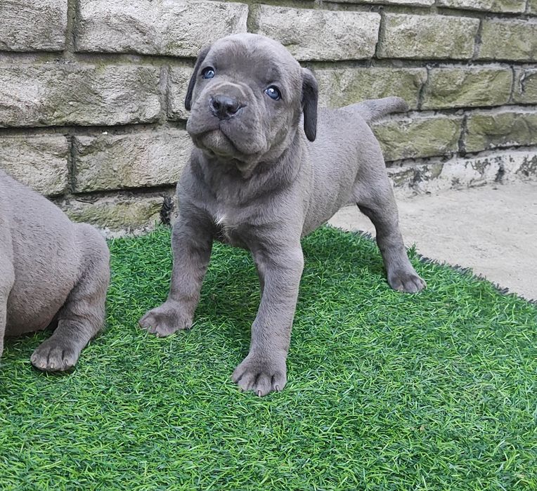 Щенки кане корсо