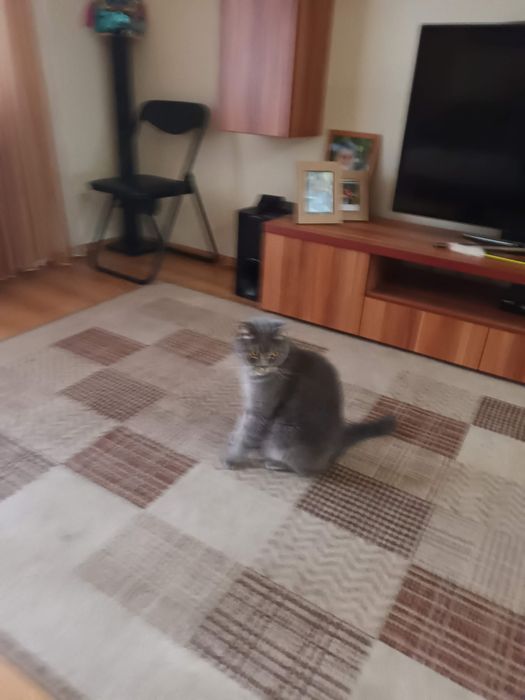 Отдам котиков в добрые руки.