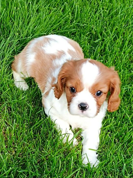 Cavaljer King Charles Spaniel (Piesek)