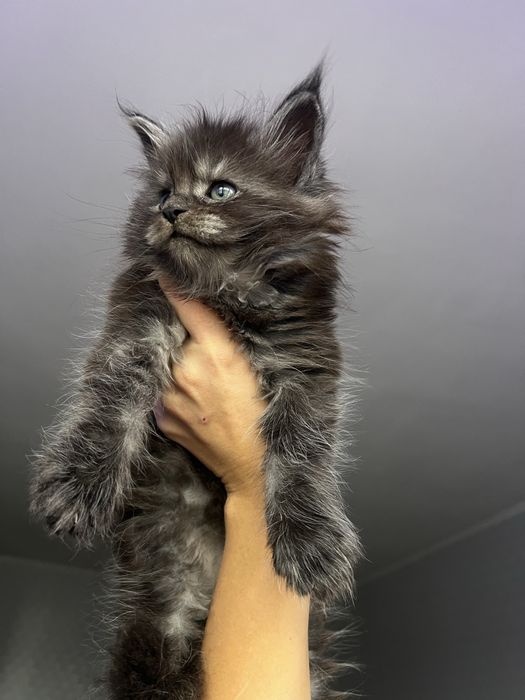 Димний хлопчик мейнкун