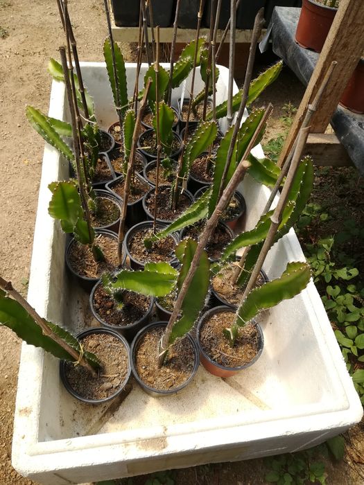 Promoção, Plantas de pitaya