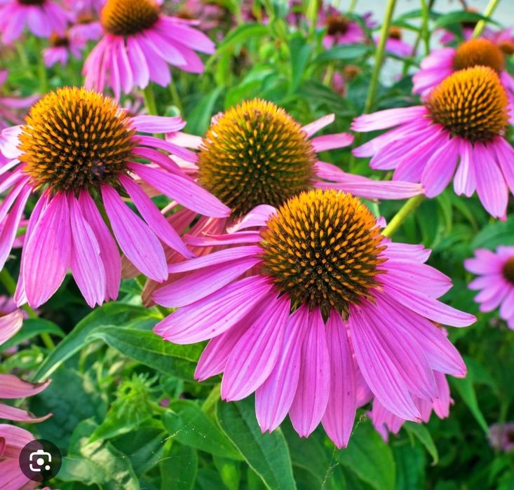 Nasiona jeżówki purpurowej