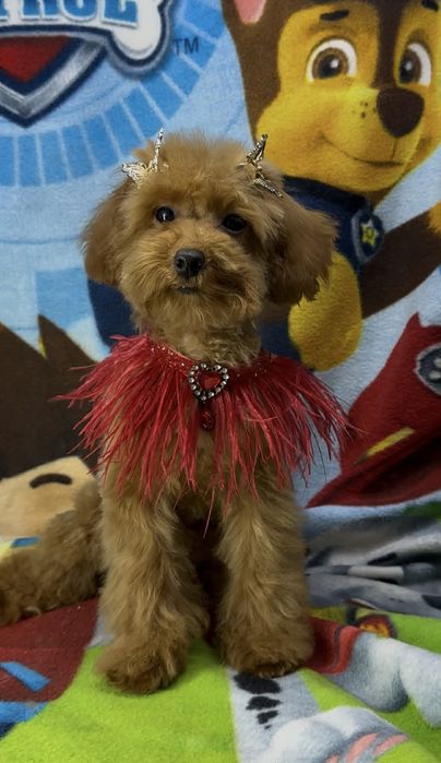 Самая милая малышка той пуделька