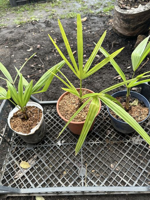 Пальма Трахикарпус