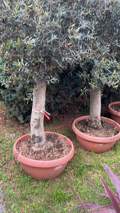 Drzewa oliwne / formy bonsai