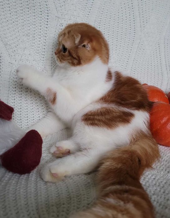 Ошатна підрощена Скотіш фолд  діачинкa d2203