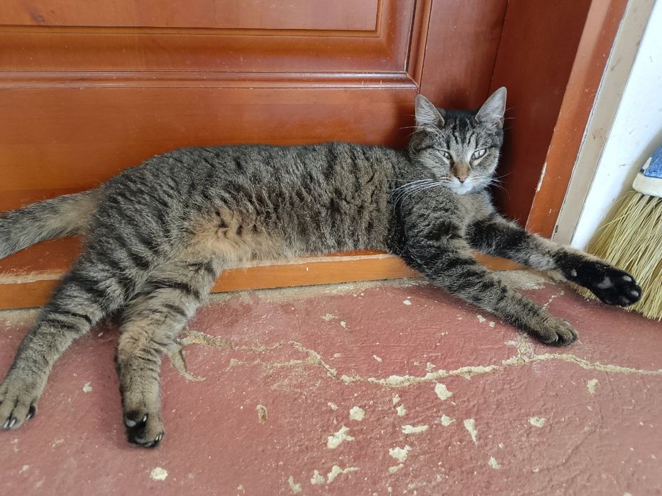 Китти ищет семью