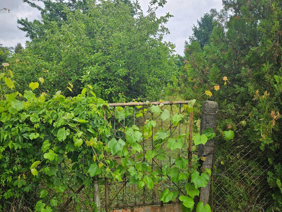 Sprzedam działkę ROD „Wiosna” w centrum Oławy – 379 m² (narożna)