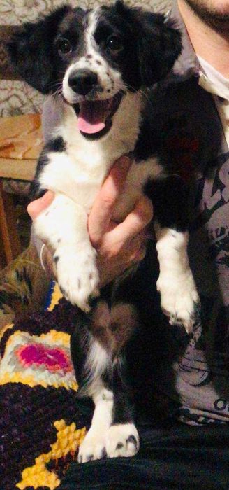 Віддам свою собачку в гарні, люблячі руки