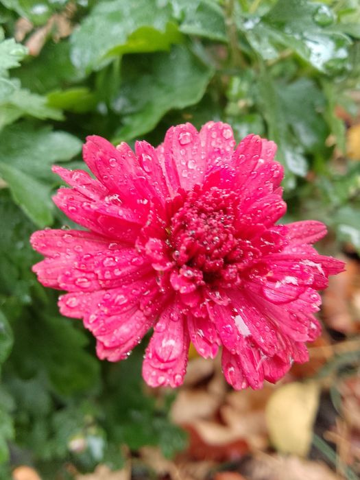 Садовые цветы хризантемы мультифлора, безвременник, лаванда, годжи и д