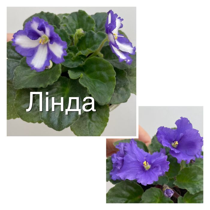 Гарнющі фіалки