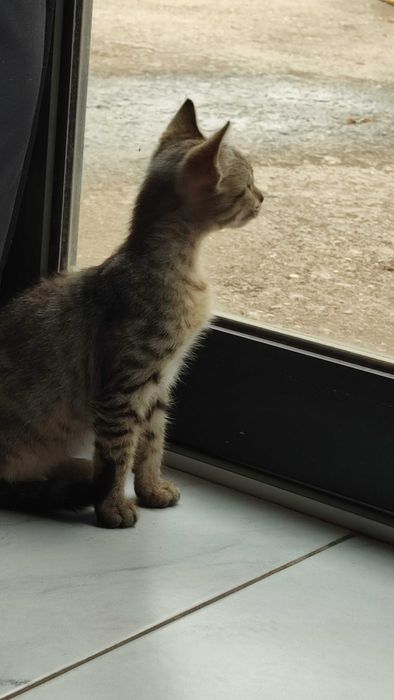 Gatinho Para adoção