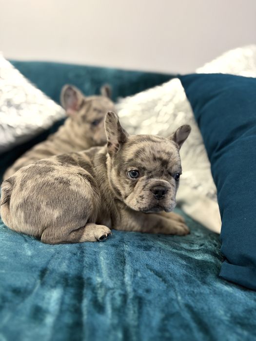 Buldog francuski