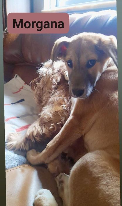 Caezinhos com 2 meses para adoção