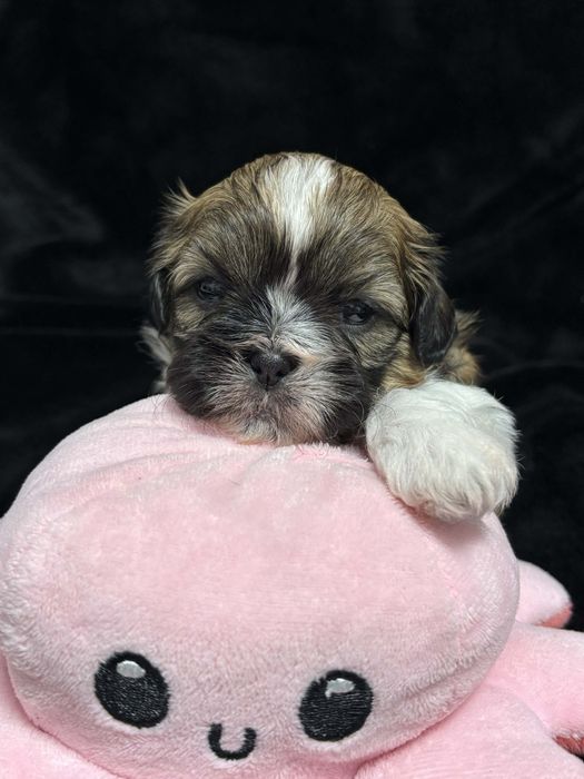 Suczka shih tzu z rodowodem