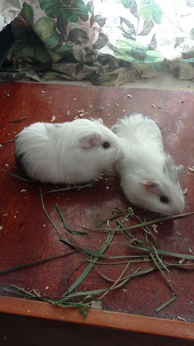 Гризунчики свинки.