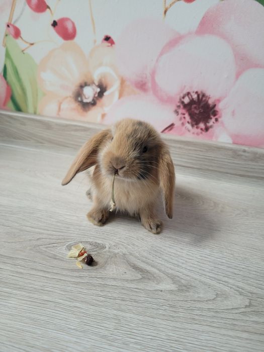Króliki miniaturki