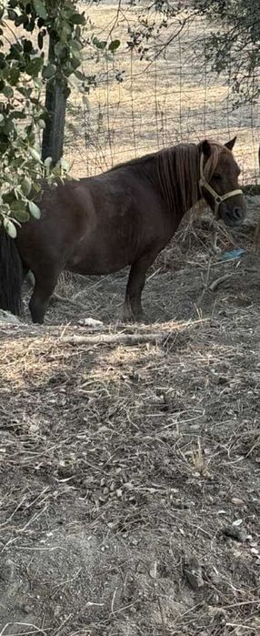 3 ponei femeas a venda