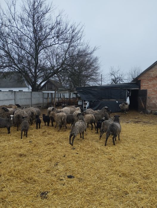 Продам баранів..