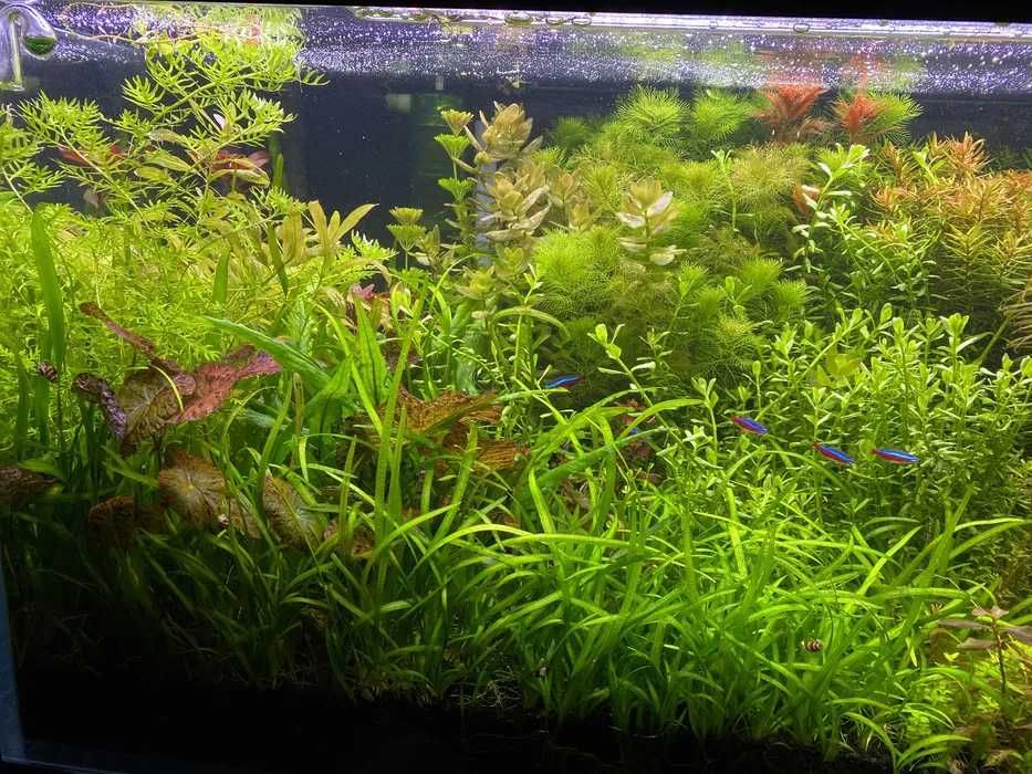 Zestaw roślin do akwarium