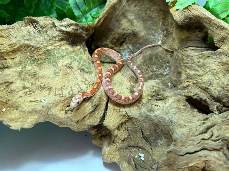 Wąż zbożowy węże zbożowe Warszawa